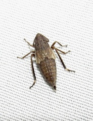 Bathysmatophorinae