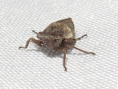 Bathysmatophorinae