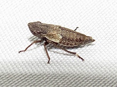 Bathysmatophorinae