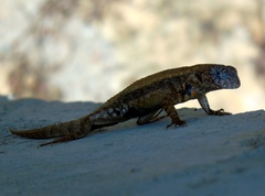 Sceloporus nelsoni