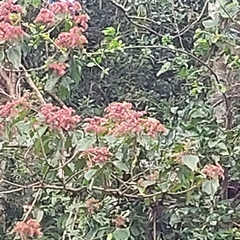Heliocarpus americanus