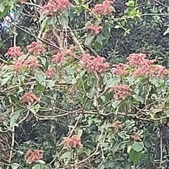 Heliocarpus americanus