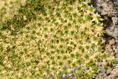 Thylacospermum caespitosum