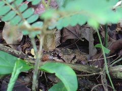 Thoropa miliaris
