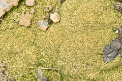 Thylacospermum caespitosum