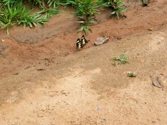 Heraclides torquatus