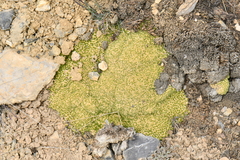 Thylacospermum caespitosum