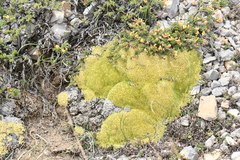 Thylacospermum caespitosum