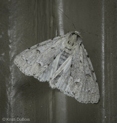 Acronicta vulpina