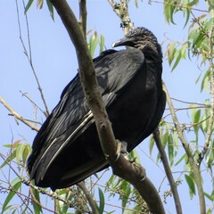 Coragyps atratus