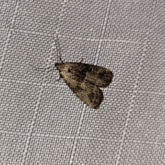 Hypenodes franclemonti