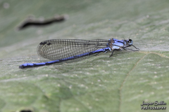 Argia medullaris