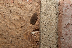 Eulechria convictella