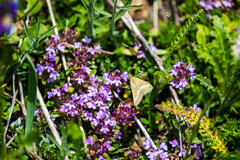 Pyrausta aerealis