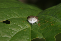 Mastophora phrynosoma
