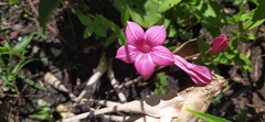 Spigelia scabrella