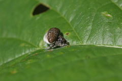 Mastophora phrynosoma
