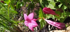 Spigelia scabrella