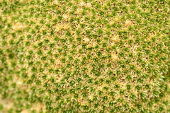 Thylacospermum caespitosum