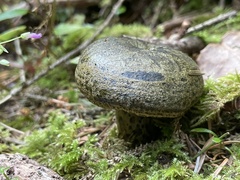 Lactarius olivaceoumbrinus