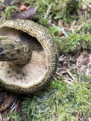 Lactarius olivaceoumbrinus