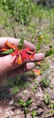 Bouvardia ternifolia