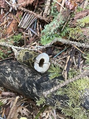 Lactarius olivaceoumbrinus