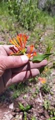 Bouvardia ternifolia