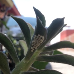 Callophrys xami xami