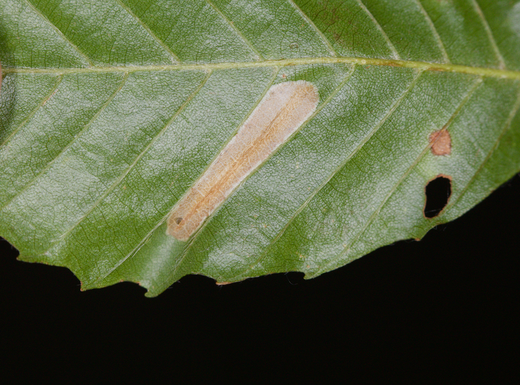 Beech Midget