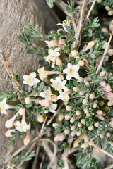 Lonicera spinosa
