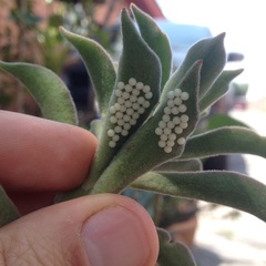 Callophrys xami xami