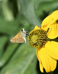 Atalopedes campestris