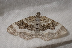 Epirrhoe rivata
