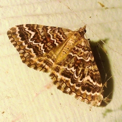 Chrysolarentia heliacaria