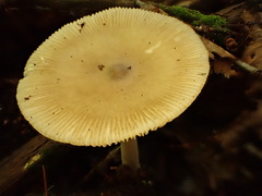 Amanita sinicoflava
