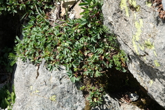 Sibbaldia parviflora