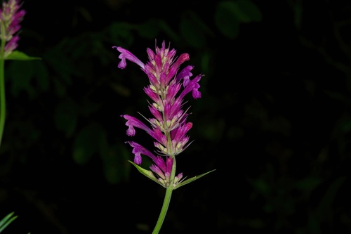 Image of Agastache pallidiflora by (c) Michelle W. （鍾偉瑋）, some rights reserved (CC BY)