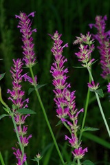 Agastache pallidiflora