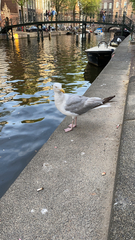 Larus