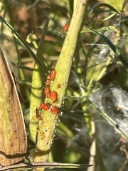 Oncopeltus fasciatus
