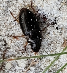 Selenophorus