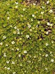 Arenaria bryoides