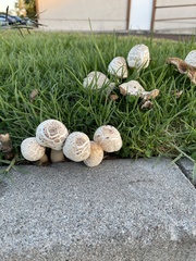 Chlorophyllum
