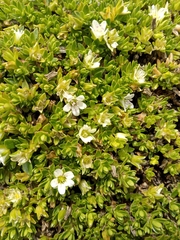 Arenaria bryoides
