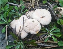Cantharellus pallens
