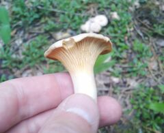 Cantharellus pallens