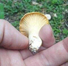 Cantharellus pallens
