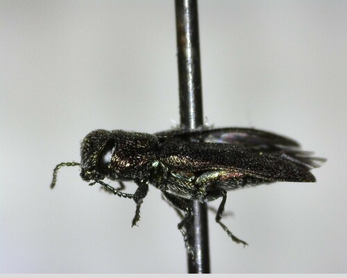 iNaturalist observation photo of Melanthaxia