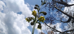 Angiospermae